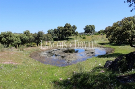 Cáceres. Dehesa en venta. Coto de caza mayor y menor. Comarca de La Jara.