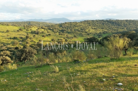 Cáceres. Dehesa en venta. Coto de caza mayor y menor. Comarca de La Jara.