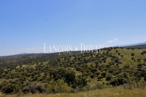 Cáceres. Dehesa en venta. Coto de caza mayor y menor. Comarca de La Jara.