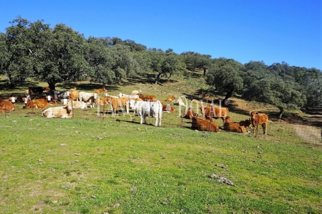 Badajoz. Fincas en venta. Explotación ganadera y coto de caza.