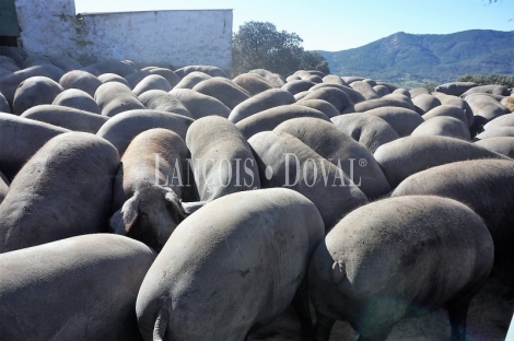 Badajoz. Fincas en venta. Explotación ganadera y coto de caza.