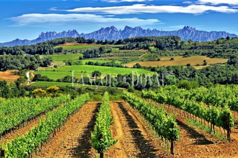 Penedès. Proyecto hotelero en venta, ideal enoturismo y eventos.