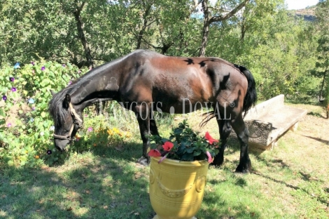 Aínsa Sobrarbe. Casa rústica en venta. Olsón. Huesca