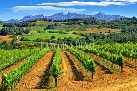 Alt Penedès. Masía casa rural y viñedos en venta. Ideal enoturismo.