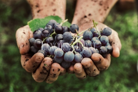 Bodega, viñedos y embotelladora de cava y vino en venta. Penedès