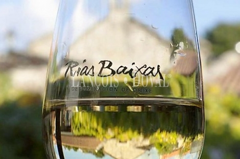 Rías Baixas. Venta bodega y viñedos ecológicos variedad Albariño.