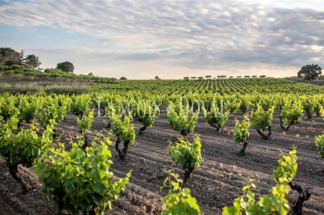 Alt Empordà. Masía y bodega en venta. Costa Brava. Ideal hotel con encanto.