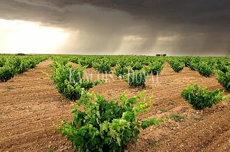 Bodega en venta. Vinos de crianza. Denominación de Origen Toro. Zamora