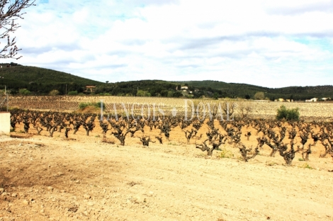 Alt Penedés. Masías y viñedos en venta. Sant Martí Sarroca.