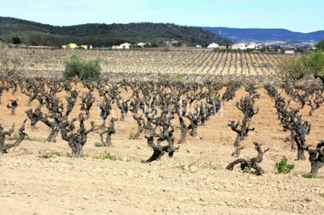 Alt Penedés. Masías y viñedos en venta. Sant Martí Sarroca.