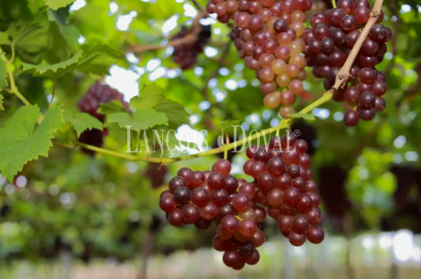 Penedés. Venta masía a reformar con viñedo. Sant Martí Sarroca