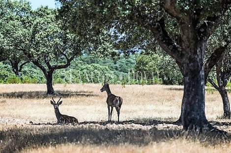 Cáceres. Venta finca ganadera, agroturismo y coto de caza.