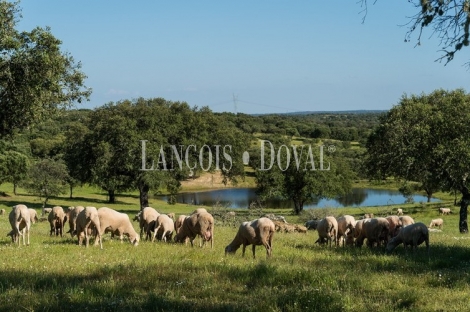 Cáceres. Venta finca ganadera, agroturismo y coto de caza.