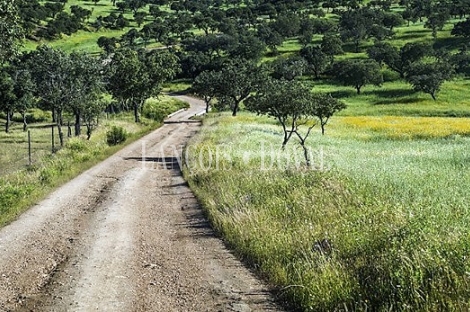 Cáceres. Venta finca ganadera, agroturismo y coto de caza.