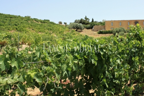 Falset. Viñedos y bodega en venta. DO Priorat.