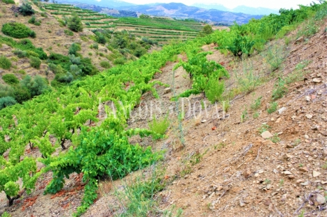 Falset. Viñedos y bodega en venta. DO Priorat.