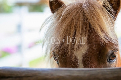 Salamanca. Finca ganadera en venta. Ideal hípica y cría caballar.