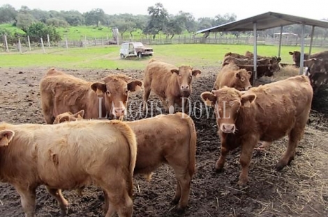 Huelva. Finca forestal y ganadera con cortijo en venta de 536 Has