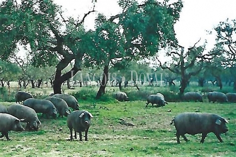 Huelva. Finca forestal y ganadera con cortijo en venta de 536 Has