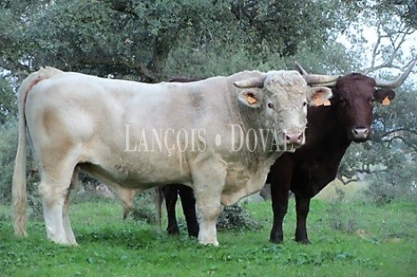 Huelva. Finca forestal y ganadera con cortijo en venta de 536 Has