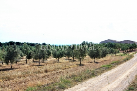 Tarragona Terra alta. Finca olivos en venta. Horta de Sant Joan. Caseres.