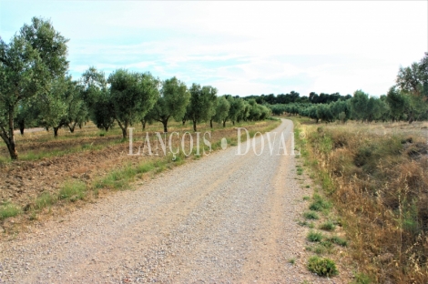 Tarragona Terra alta. Finca olivos en venta. Horta de Sant Joan. Caseres.