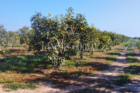 Camarles. Delta del Ebro. Finca en venta para proyecto turístico rural.