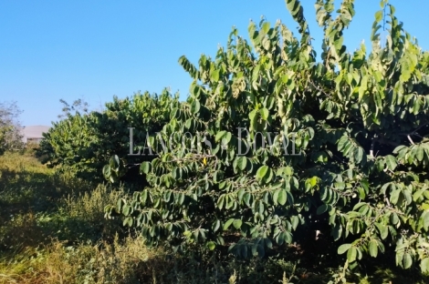 Camarles. Delta del Ebro. Finca en venta para proyecto turístico rural.