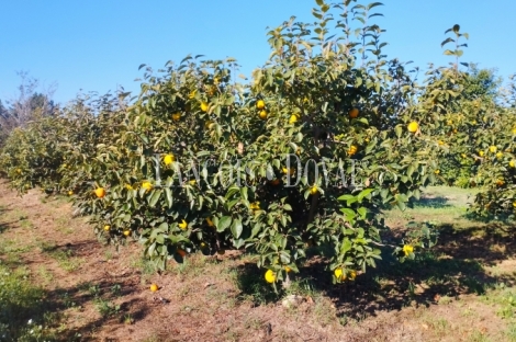 Camarles. Delta del Ebro. Finca en venta para proyecto turístico rural.