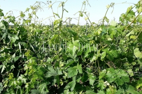 Ribera del Duero. Bodega, hotel y viñedos en venta.