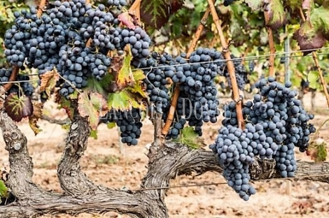 Priorat. Bodega y viñedo ecológicos en venta. Falset