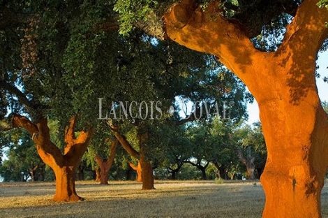 Dehesa en venta de gran superficie. Finca agrícola, ganadera y cinegética. Huelva.