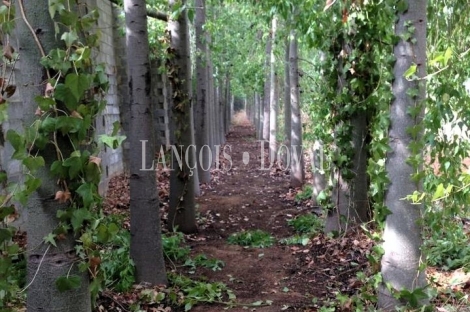 Sevilla. Finca en venta. Alojamiento turístico zona San Jerónimo.