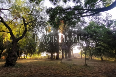 Sevilla. Finca en venta. Alojamiento turístico zona San Jerónimo.