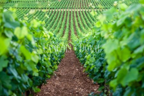 Penedès. Masía y Finca con vivero de cepas en venta.