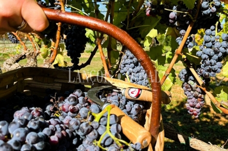 Bodega en Venta. D.O. Navarra. Zona de eventos y enoturismo. 