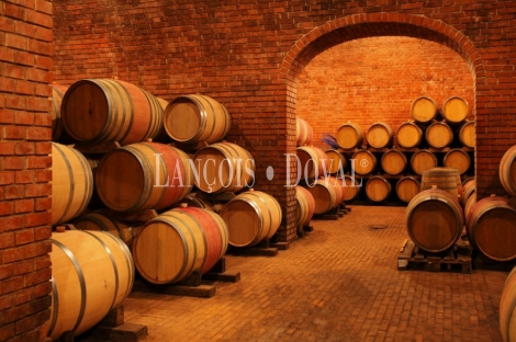 Una inversión vitivinícola segura en una de las DO más prestigiosas de España