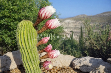 Cortijo con alojamiento turístico en venta en el Parque Natural de Cabo de Gata–Níjar