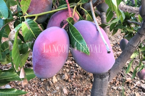 Finca ecológica de subtropicales en venta en la Costa Tropical de Granada