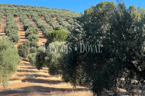 Finca olivar y cortijo en venta en La Sierra del Segura. Jaén. 