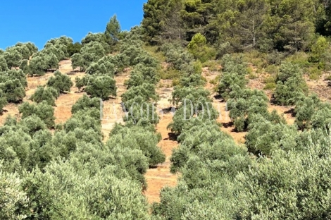 Finca olivar y cortijo en venta en La Sierra del Segura. Jaén. 