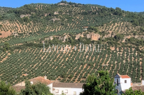 Finca olivar y cortijo en venta en La Sierra del Segura. Jaén. 