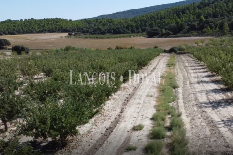 Centro ecuestre en venta en el interior de Alicante: proyecto de inversión con DIC aprobada y potencial de crecimiento