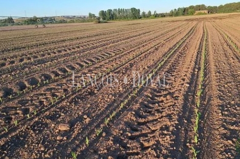 Toledo. Finca agrícola y ganadera en venta a una hora de Madrid: 64 hectáreas de regadío e infraestructuras productivas