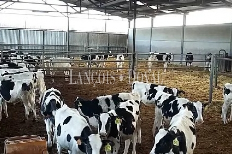 Toledo. Finca agrícola y ganadera en venta a una hora de Madrid: 64 hectáreas de regadío e infraestructuras productivas