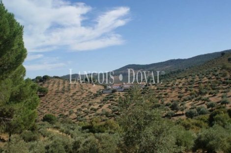 Sierra Morena. Córdoba. Finca de olivar y ocio con gran Hacienda en venta
