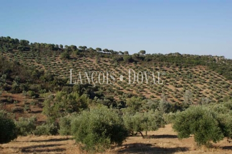 Sierra Morena. Córdoba. Finca de olivar y ocio con gran Hacienda en venta