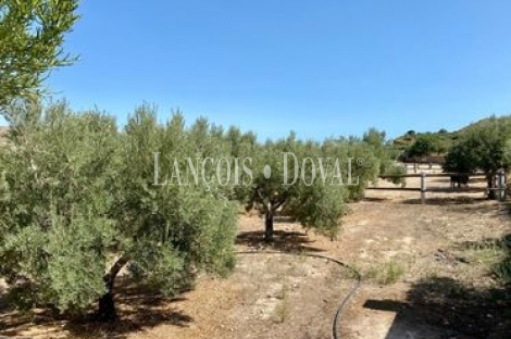 Almería. Finca olivar en venta con cortijo. Producción aceite ecológico. Turre. 