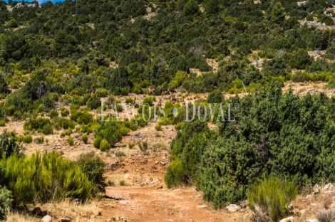 Gran coto de caza en venta. Albacete. Yeste. Finca agrícola y ganadera