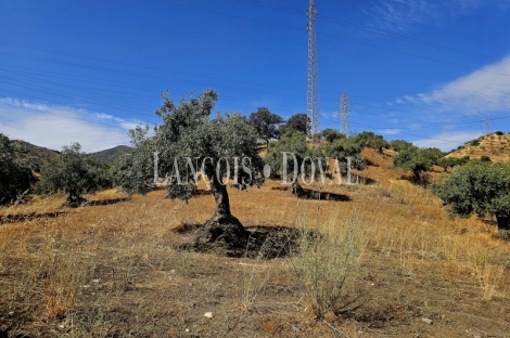 Alora. Casa Rural en venta 37.000 m2. ideal uso alquiler turístico.